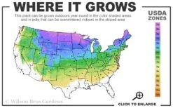 Incrediball Smooth Hydrangea - 3 Gallon Pot -Hydrangeas Zone 3a 8a