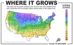 Little Lime Punch Hydrangea - 3 Gallon Pot -Hydrangeas Zone 3a 8b