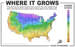 Limelight PeeGee Hydrangea - Single Trunk Topiary Tree - 5 Gallon Pot -Hydrangeas Zone 3a 9b 7