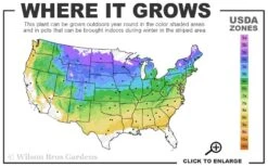 Red Sensation Hydrangea - 3 Gallon Pot -Hydrangeas Zone 4A 8B 2