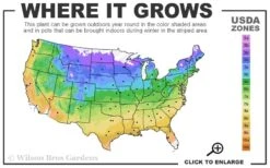 Summer Crush Endless Summer Hydrangea - 2 Gallon Pot -Hydrangeas Zone 4a 9b 11