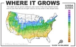 Zebra Hydrangea - 3 Gallon Pot -Hydrangeas Zone 5a 8b 1