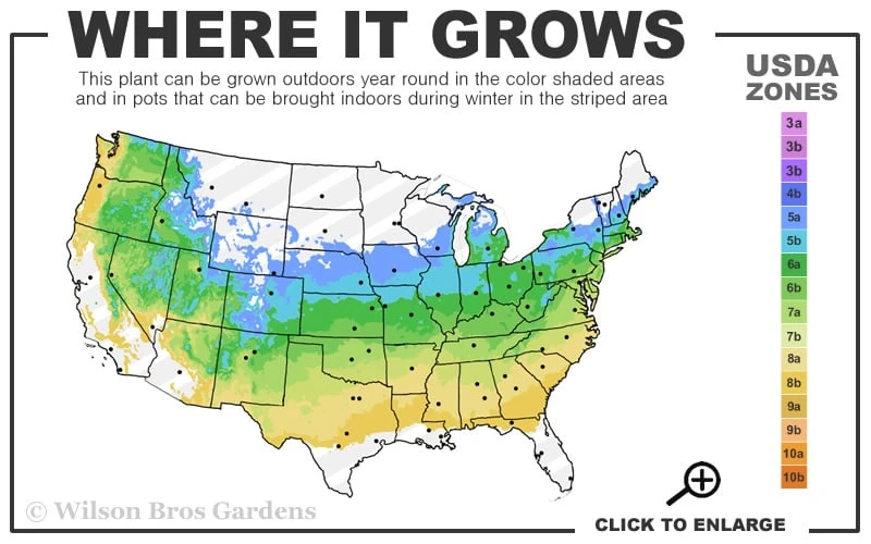 Arctic Rose Azalea - 3 Gallon Pot 5 Arctic Rose Azalea - 3 Gallon Pot - Image 3