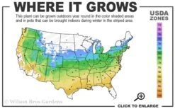 Yellow Bird Magnolia Tulip Tree - 3 Gallon Pot -Hydrangeas Zone 5a 9a
