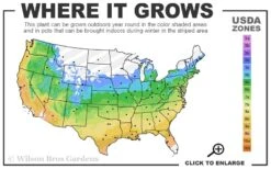 Tuff Stuff Red Mountain Hydrangea - 3 Gallon Pot -Hydrangeas Zone 5a 9b 9
