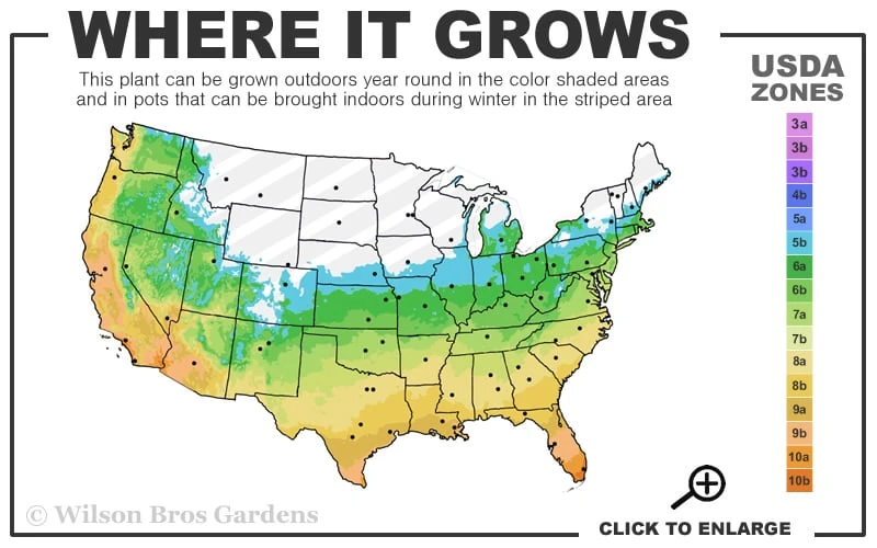 Brackens Brown Beauty Magnolia - 7 Gallon Pot (4-5') 5 Brackens Brown Beauty Magnolia - 7 Gallon Pot (4-5') - Image 3