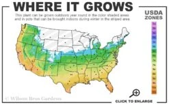 Claudia Wannamaker Southern Magnolia - 5 Gallon Pot 10 Claudia Wannamaker Southern Magnolia - 5 Gallon Pot -Hydrangeas Zone 5b 11 9
