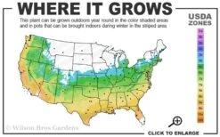 Lady In Red Hydrangea - 3 Gallon Pot 11 Lady In Red Hydrangea - 3 Gallon Pot -Hydrangeas Zone 5b 9b