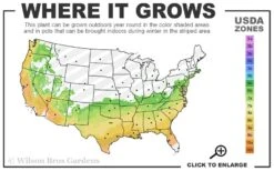 Perfecto Mundo Double Dark Pink Reblooming Azalea - 2 Gallon Pot -Hydrangeas Zone 6B 9B 9