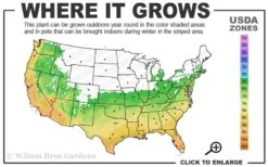 Winter's Snowman Camellia Hybrid - 7 Gallon Pot (3-4') -Hydrangeas Zone 6a 10a