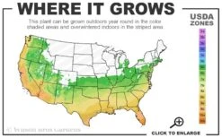 Winter's Waterlily Cold Hardy Camellia - 1 Gallon Pot -Hydrangeas Zone 6a 10b