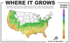 Cab Sav Cold Hardy Eucalyptus Tree (Eucalyptus Rubida) - 1 Gallon Pot -Hydrangeas Zone 6a 11 1