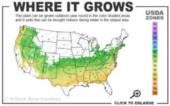 Coastal Azalea (Rhododendron Atlanticum) - 3 Gallon Pot -Hydrangeas Zone 6a 8b