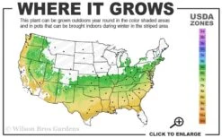 Gwenda Azalea (Robin Hill Hybrid) - 1 Gallon Pot -Hydrangeas Zone 6a 9a 1