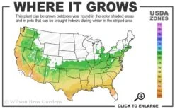 Northlake Beauty Azalea - 1 Gallon Pot -Hydrangeas Zone 6a 9b 50