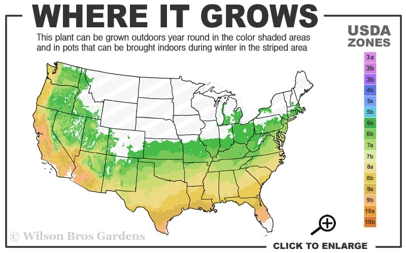 Spring Sensation Aromi Azalea (Rhododendron Hybrid) - 3 Gallon Pot 5 Spring Sensation Aromi Azalea (Rhododendron Hybrid) - 3 Gallon Pot - Image 3