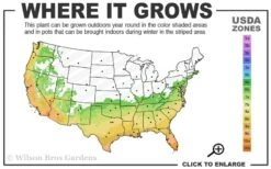 Angus Cold Hardy Eucalyptus Tree (Eucalyptus Nicholii) - 5 Gallon Pot -Hydrangeas Zone 6b 10b 2