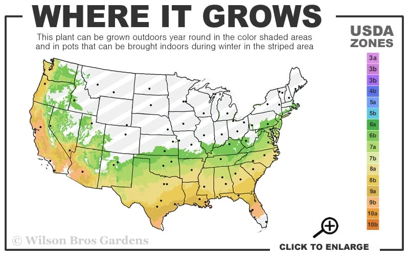 Big O Cold Hardy Eucalyptus Tree (Eucalyptus Neglecta) - Quart Pot 5 Big O Cold Hardy Eucalyptus Tree (Eucalyptus Neglecta) - Quart Pot - Image 3