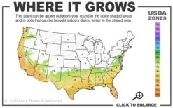 Pink Snow Camellia Sasanqua - 1 Gallon Pot -Hydrangeas Zone 7a 10a 1