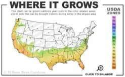 Bonanza Purple Camellia Sasanqua - 3 Gallon Pot -Hydrangeas Zone 7a 10b 19