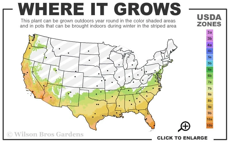 Maggie Cold Hardy Eucalyptus Tree (Eucalyptus Nova Anglica) - 2 Gallon Pot 5 Maggie Cold Hardy Eucalyptus Tree (Eucalyptus Nova Anglica) - 2 Gallon Pot - Image 3