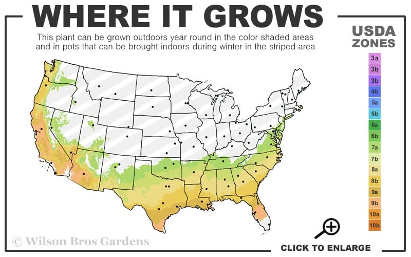 Snow Day Cold Hardy Eucalyptus Tree (Eucalyptus Gregsoniana) - 3 Quart Pot 5 Snow Day Cold Hardy Eucalyptus Tree (Eucalyptus Gregsoniana) - 3 Quart Pot - Image 3
