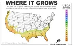 Pink Formosa Azalea - 6 Pack Of 1 Gallon Pots -Hydrangeas Zone 7b 10b 1