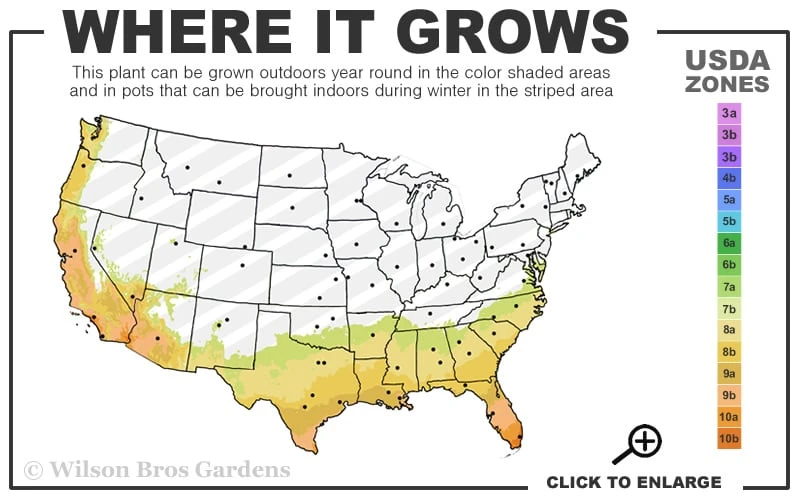 Lady Cavendish Azalea - 6 Pack Of 1 Gallon Pots 5 Lady Cavendish Azalea - 6 Pack Of 1 Gallon Pots - Image 3