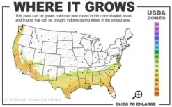 Jerry Donnan Camellia Japonica - 3 Gallon Pot -Hydrangeas Zone 7b 9b 1