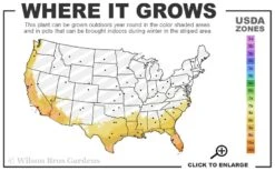 Bluey Cold Hardy Eucalyptus Tree (Eucalyptus Pulverulenta) - Quart Pot 13 Bluey Cold Hardy Eucalyptus Tree (Eucalyptus Pulverulenta) - Quart Pot -Hydrangeas Zone 8a 11 1