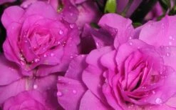 Amelia Rose Azalea - 1 Gallon Pot 11 Amelia Rose Azalea - 1 Gallon Pot -Hydrangeas Zone Azalea Amelia Rose 1 1