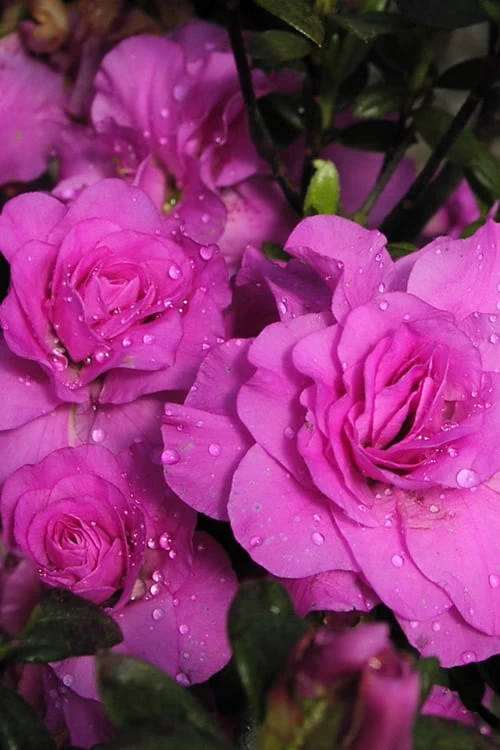 Amelia Rose Azalea - 1 Gallon Pot 3 Amelia Rose Azalea - 1 Gallon Pot