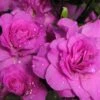Amelia Rose Azalea - 3 Gallon Pot 1 Amelia Rose Azalea - 3 Gallon Pot -Hydrangeas Zone Azalea Amelia Rose 2
