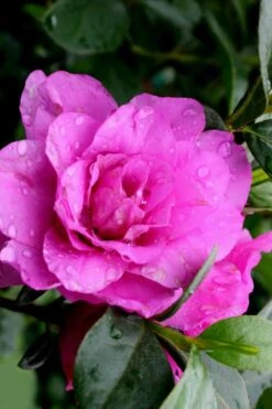 Amelia Rose Azalea - 1 Gallon Pot 10 Amelia Rose Azalea - 1 Gallon Pot -Hydrangeas Zone Azalea Amelia Rose 3 1