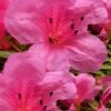 Chinzan Dwarf Azalea - 1 Gallon Pot 1 Chinzan Dwarf Azalea - 1 Gallon Pot -Hydrangeas Zone Azalea Chinzan 21
