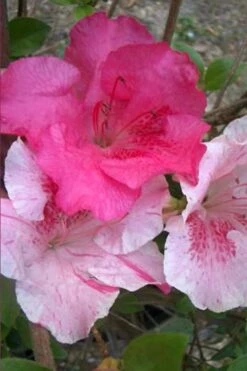 Conversation Piece Azalea - 1 Gallon Pot -Hydrangeas Zone Azalea Conversation Piece 10