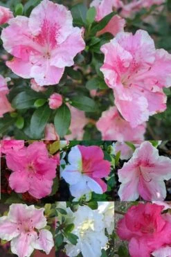 Conversation Piece Azalea - 1 Gallon Pot -Hydrangeas Zone Azalea Conversation Piece 2 500x750 1