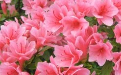 Coral Bells Azalea - 2 Gallon Pot -Hydrangeas Zone Azalea Coral Bells 1