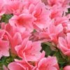 Coral Bells Azalea - 2 Gallon Pot -Hydrangeas Zone Azalea Coral Bells 1 500x750 2