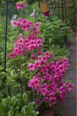 Orchid Showers Deja Bloom Azalea - 1 Gallon Pot -Hydrangeas Zone Azalea Deja Bloom Orchid Showers 5