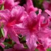 Orchid Showers Deja Bloom Azalea - 1 Gallon Pot -Hydrangeas Zone Azalea Deja Bloom Orchid Showers 6