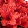 Red Tiara Deja Bloom Azalea - 1 Gallon Pot -Hydrangeas Zone Azalea Deja Bloom Red Tiara 2