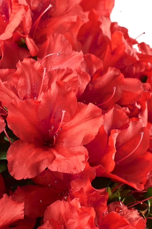 Red Tiara Deja Bloom Azalea - 1 Gallon Pot 3 Red Tiara Deja Bloom Azalea - 1 Gallon Pot