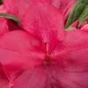 Autumn Jewel Encore Azalea - 1 Gallon Pot -Hydrangeas Zone Azalea Encore Autumn Jewel
