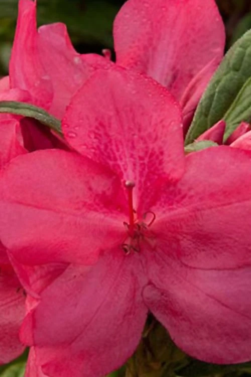 Autumn Jewel Encore Azalea - 1 Gallon Pot 3 Autumn Jewel Encore Azalea - 1 Gallon Pot