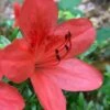 Flame Creeper Dwarf Spreading Azalea - 3 Gallon Pot -Hydrangeas Zone Azalea Flame Creeper 10