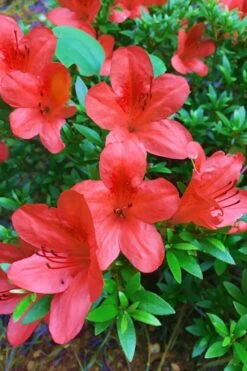 Flame Creeper Dwarf Spreading Azalea - 3 Gallon Pot -Hydrangeas Zone Azalea Flame Creeper 11