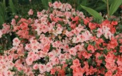 Hilda Niblett Azalea - 1 Gallon Pot -Hydrangeas Zone Azalea Hilda Niblet Flowers 2 1