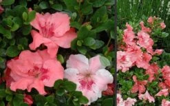 Hilda Niblett Azalea - 2 Gallon Pot -Hydrangeas Zone Azalea Hilda Niblet Flowers 3