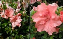 Hilda Niblett Azalea - 1 Gallon Pot -Hydrangeas Zone Azalea Hilda Niblet Flowers 4 1